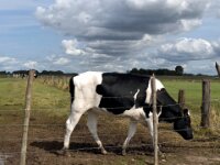 Am Weidezaun  iPhone 13 Pro Max  - 04.09.2025 -