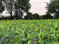 Sonnenblumenfeld  iPhone 13 Pro Max  - 07.10.2025 -