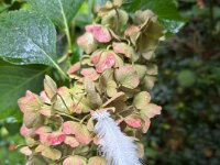 Feder mit Regentropfen  iPhone 17 Pro Max   - 15.10.2025  -