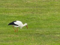 Überwinterungsstorch  iPhone 17 Pro Max   - 17.10.2025  -