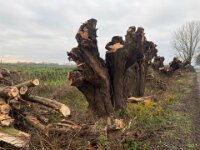 Kopfweiden II  iPhone 17 Pro Max   - 12.12.2025  -