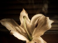 Lilienblüte  iPhone 17 Pro Max   - 18.01.2026 -