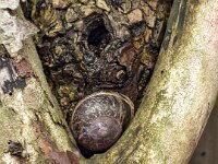 Schneckengehäuse  iPhone 17 Pro Max   - 24.02.2026 -