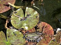 Frosch im Gartenteich  iPhone 17 Pro Max   - 27.04.2026 -
