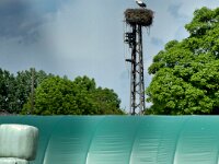 Pferd und Storch  iPhone 17 Pro Max   - 10.05.2026 -