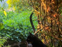 Blacky  der Gastkater  iPhone 17 Pro Max   - 26.05.2026 -