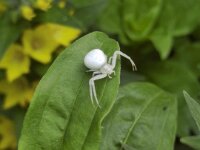 Die Krabbenspinne im Garten  iPhone 17 Pro Max   - 18.06.2026 -