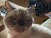 Diese Katze ist eine Qualzucht. Sie kann nur schlecht atmen durch die verkürzte Nase. Sie ist in einem sehr schlechten Zustand  iPhone 17 Pro Max  - 18.09.2026 -